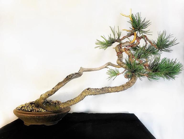One Trunk Dead, the Other Alive & the Importance of Identification | Bonsai Bark