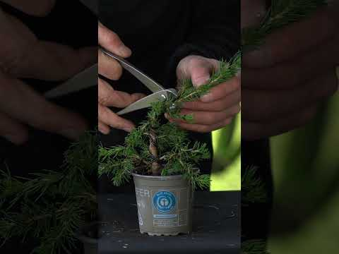 Mini Christmas tree Bonsai #christmas #christmastree #diy