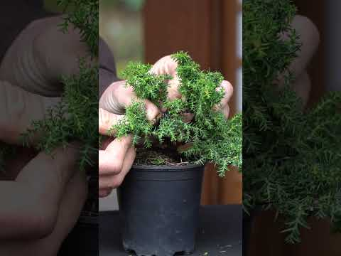 Cryptomeria progression (Japanese cedar Bonsai) #bonsai