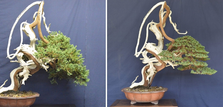 Bjorn’s Bonsai for the Memory Bank | Bonsai Bark
