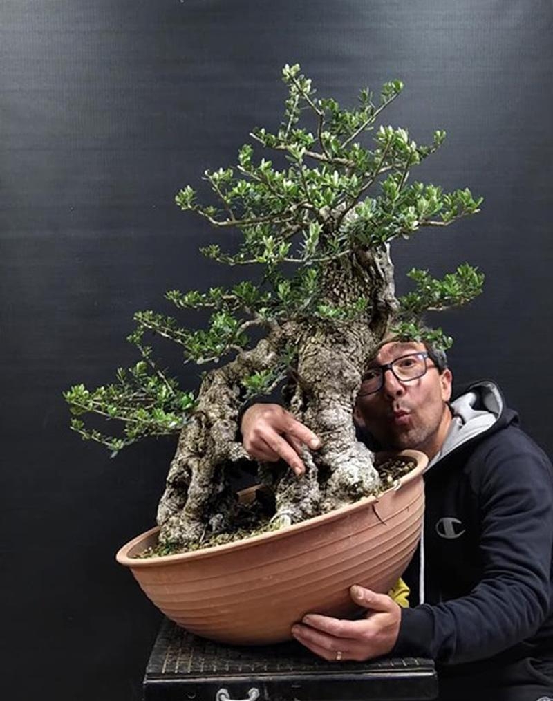 Bonsai with a Sense of Humor