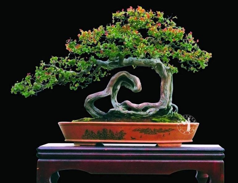Putting the Art in the Art of Bonsai | Bonsai Bark