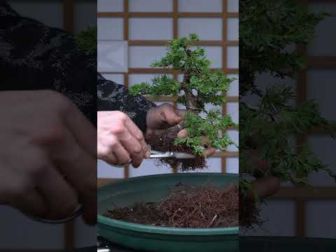 Styling a cheap Juniper Bonsai tree #juniper #bonsai