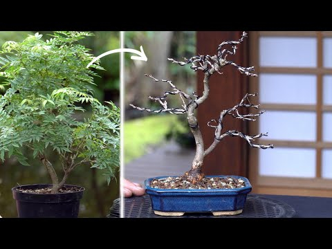 Millettia japonica 'Hime Fuji' bonsai creation DIY