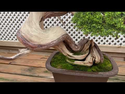 Bonsai techniques: Bonsai deadwood tips (Jin and Shari) by Andres Bicocca