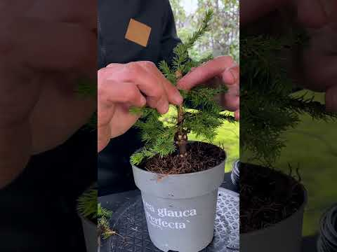 From Christmas tree to Bonsai #shorts