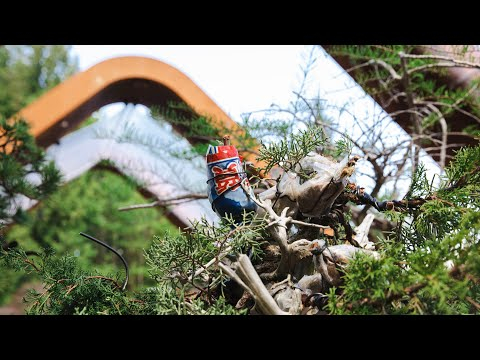 How to Master Grafting Strategies on a Juniper Bonsai