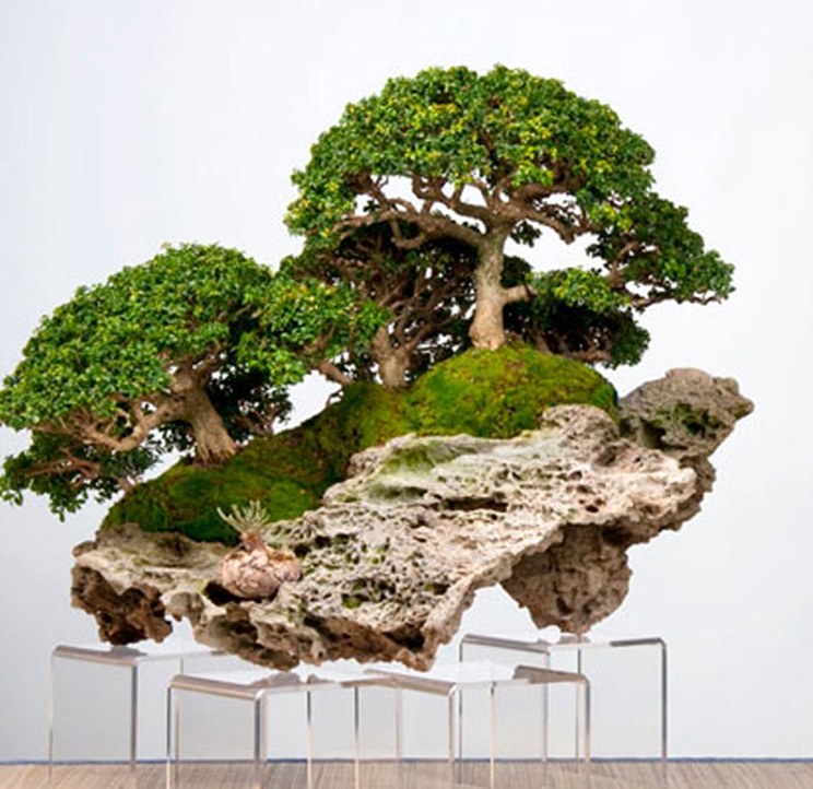 Sweet Trees, but They Grow Microscopically… | Bonsai Bark