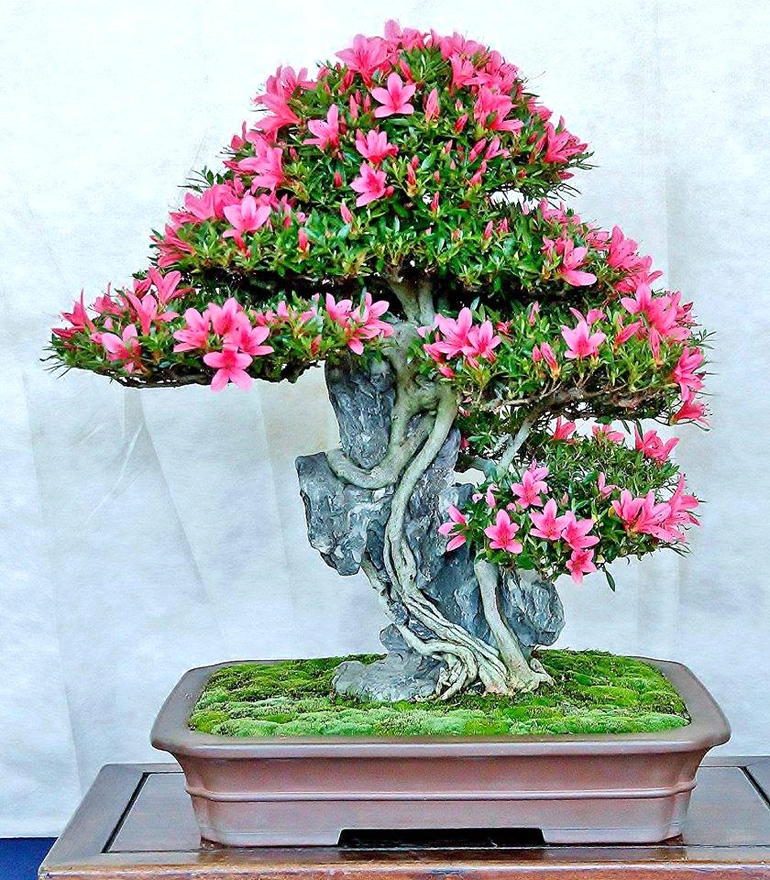 Great Root over Rock Bonsai & Great Roshi Tools | Bonsai Bark