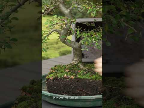 DIY - Make a Bonsai (Chinese elm) #bonsai #gardening  #bonsaitree