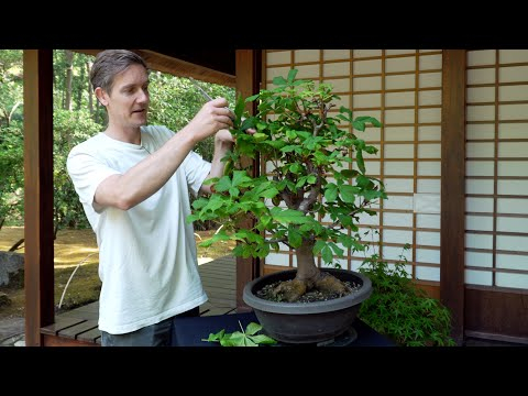 Summer Defoliation on Bonsai explained