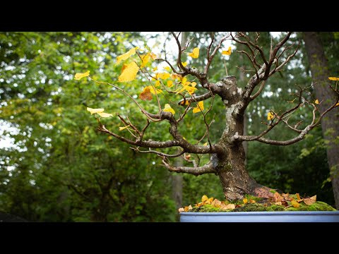 Little Leaf Linden Bonsai: Setting the Secondary Structure for Success