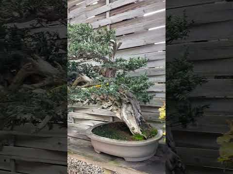 Bonsai garden in Madrid #bonsai #garden