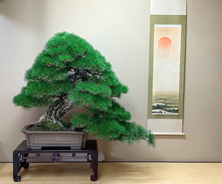 Would You Like to See the Best Bonsai in Japan Up Close & Personal? | Bonsai Bark