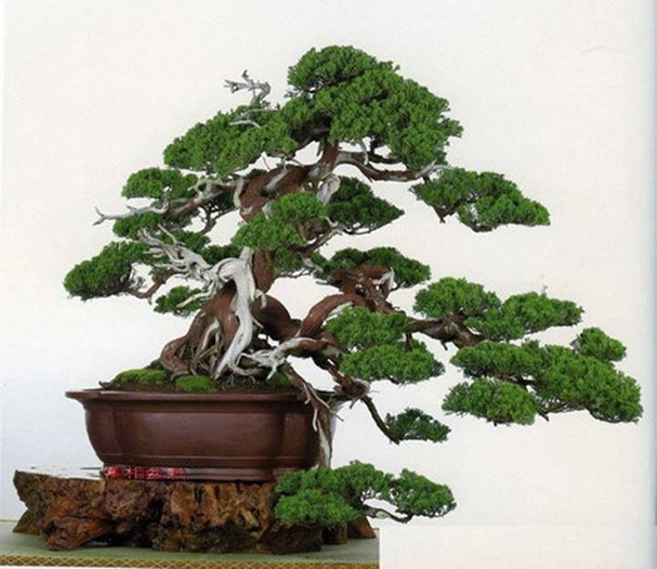 Floating Bonsai Clouds bonsaibark.com