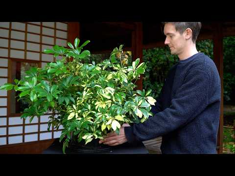DIY Hawaiian umbrella bonsai