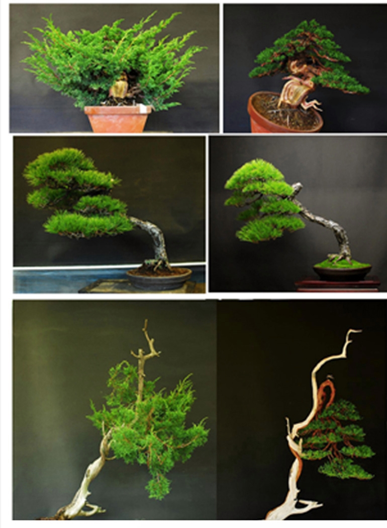 Three Before & After Bonsai – Two Junipers & a Pine | Bonsai Bark