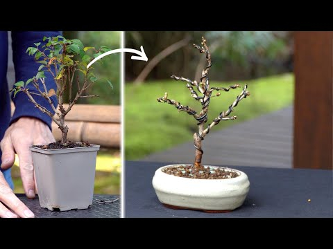 Styling a Fuji cherry Bonsai