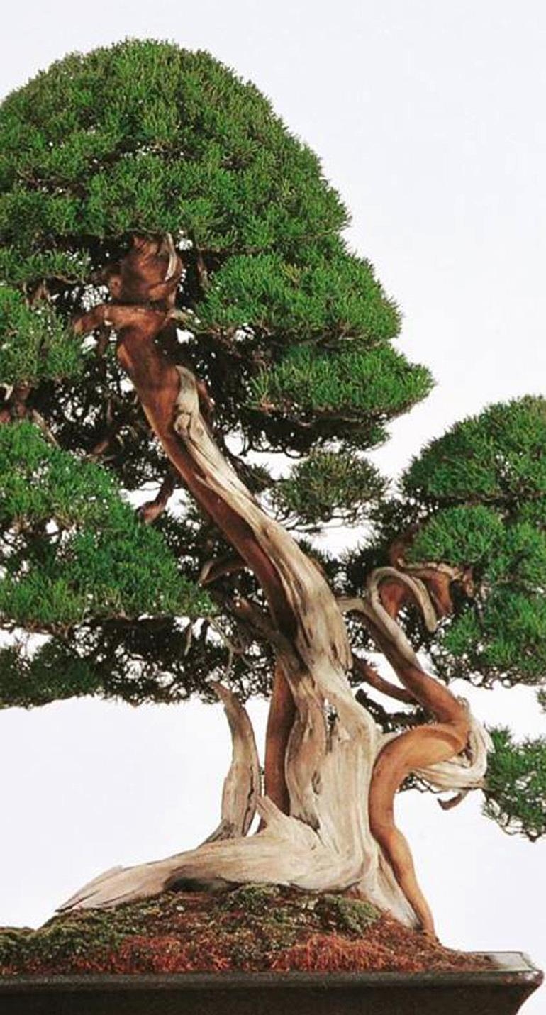 A Trip Down Memory Lane | Bonsai Bark