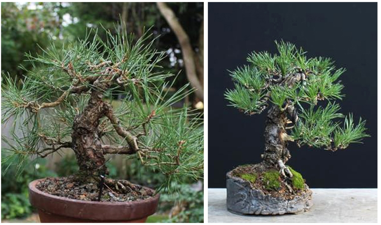 Before & After Scots Pine – The trunk provided a good start, but the rest sorely needed Harry’s help | Bonsai Bark