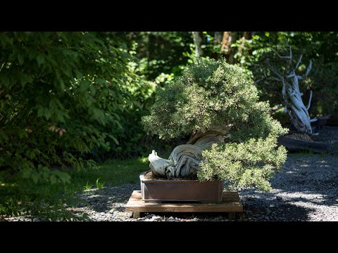 John Naka Juniper Restyling Pt. 1: California Juniper Transformation