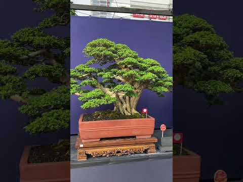 Bonsai on display #livingart #bonsai #bonsaitrees #bonsaitree  #garden