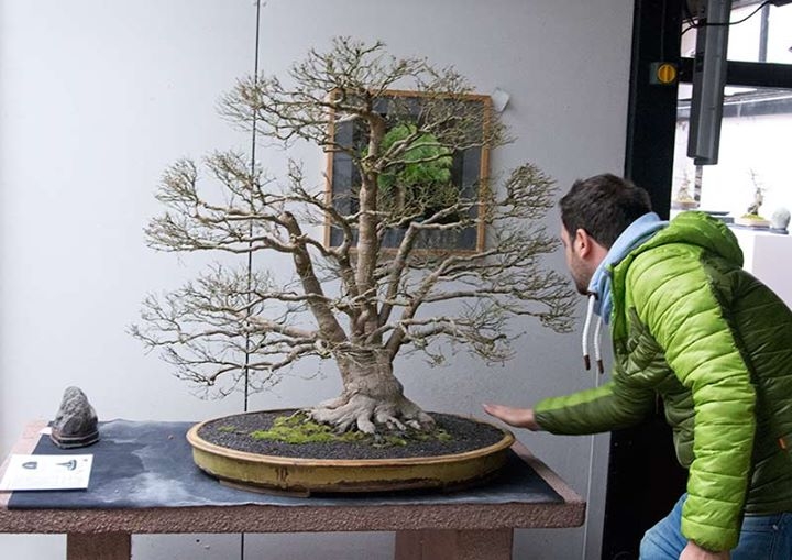 The big Japanese Maple is going on tour. Edis, the