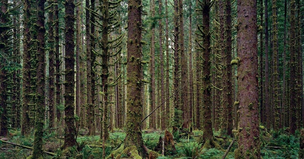 Lessons in Stillness From One of the Quietest Places on Earth