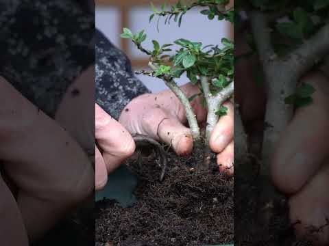 Bonsai on the Cheap