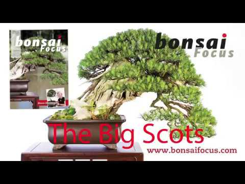 THE BIG SCOTS PINE of Mauro Stemberger