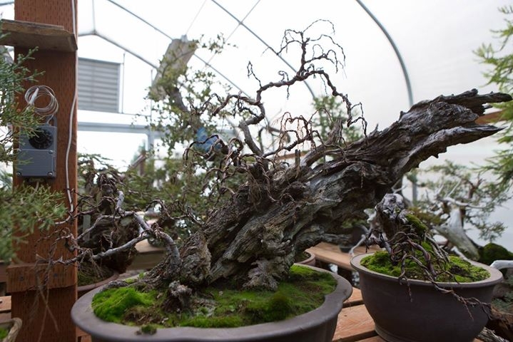 Deciduous species looking pretty strong in their