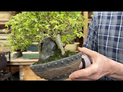 Bonsai techniques: Making a Root over Rock bonsai by Adam Jones