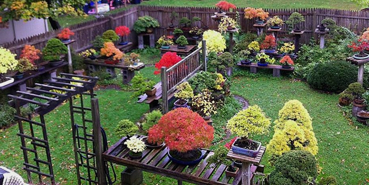 Harvey’s Brilliant Backyard Bonsai Garden | Bonsai Bark