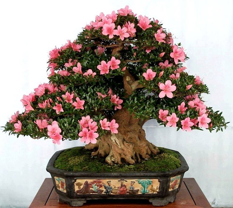 Gilding the Bonsai | Bonsai Bark