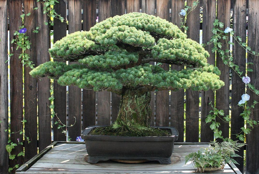 The 390-Year-Old Tree That Survived the Bombing of Hiroshima