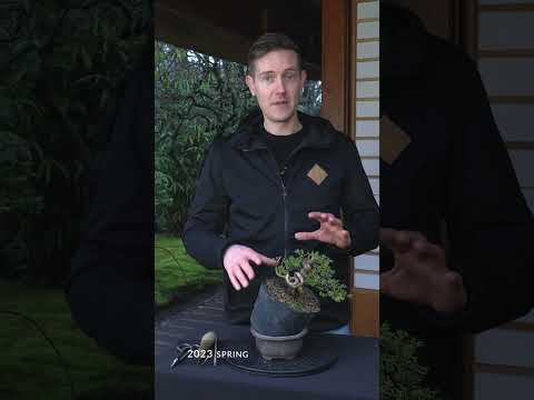 Creating a Juniper Bonsai tree