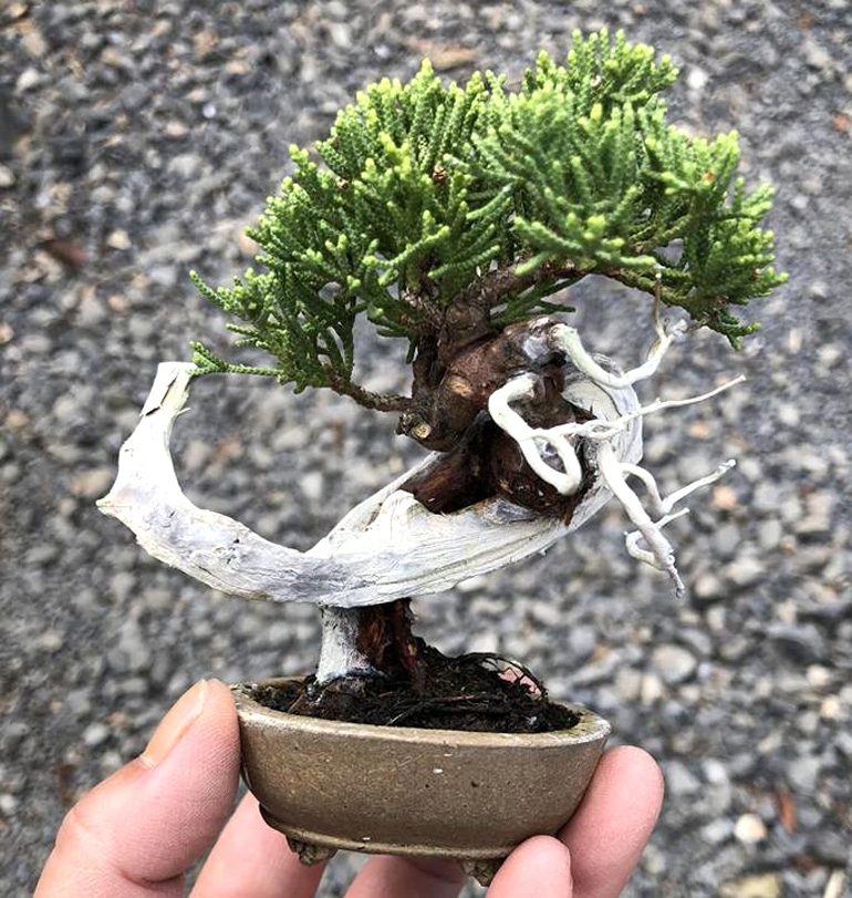 Tiny Bonsai & Colossal New Book Special | Bonsai Bark