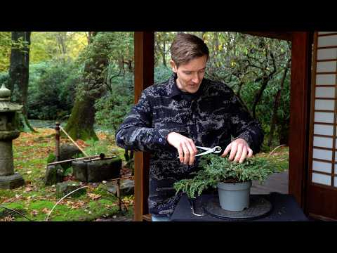 This Juniper Bonsai Didn’t Go as Planned…