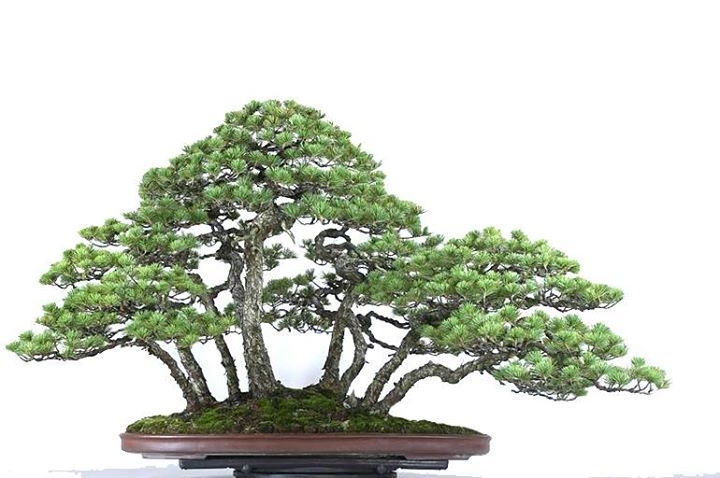 30% to 40% off JAPANESE BONSAI TURNTABLES The