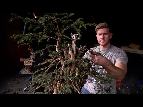 Bjorn Bjorholm creates a Taxus Bonsai