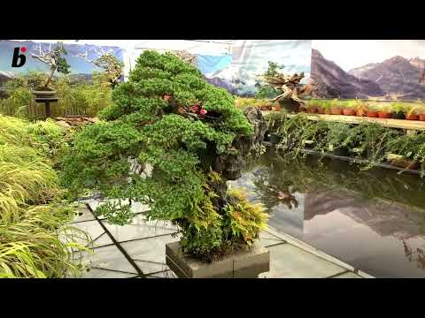 Ginkgo Kei Bonsai Kai
