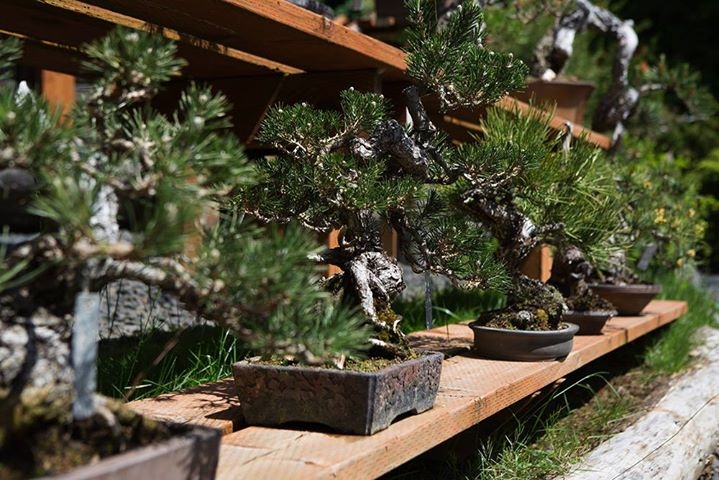Refinement & Japanese black pines - a heated