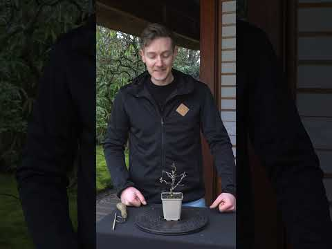 Making a Cherry Bonsai tree #cherry #cherryblossom #bonsai
