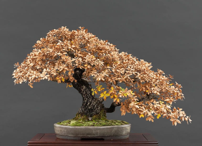 One Bonsai, Three Seasons, Four Photos | Bonsai Bark