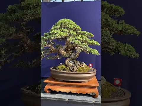 Bonsai trees #bonsaiindonesia #surabaya #bonsai