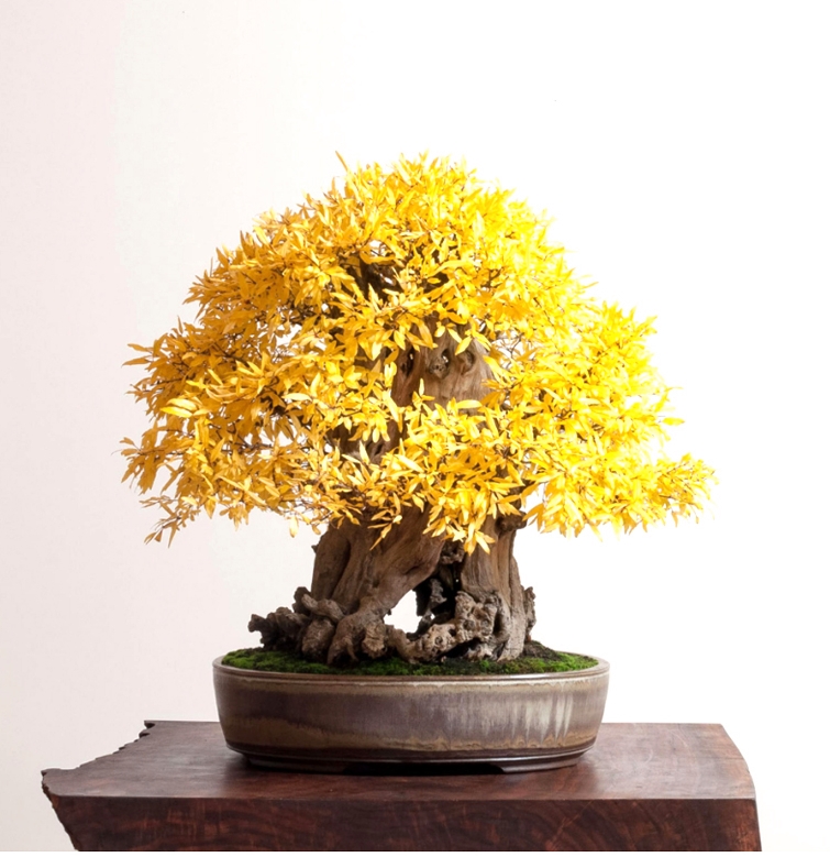 Pomegranate Bonsai in Full Fall Color | Bonsai Bark