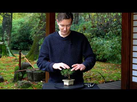 The mini Spruce Bonsai tree