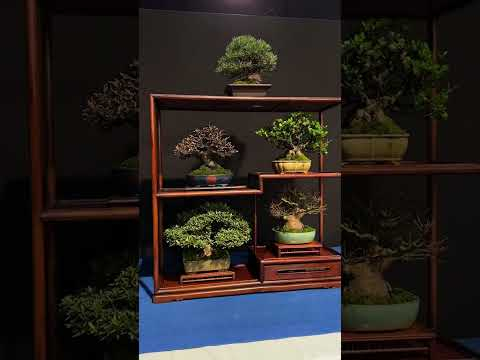 Trophy Bonsai exhibition (part 1)