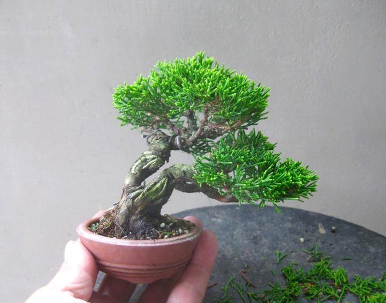 More Sweet Little Trees & Bonsai Books Galore | Bonsai Bark