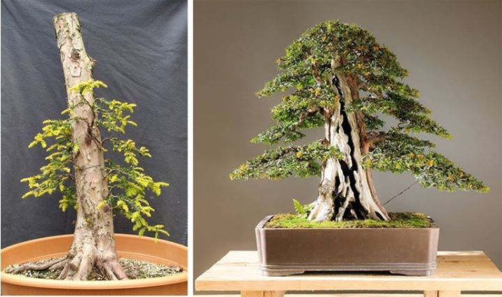 Before & After Bonsai, Six Years Later